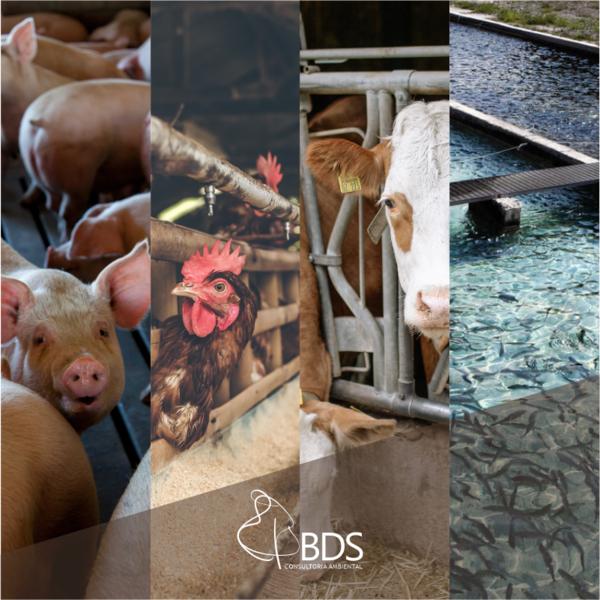 Licenças ambientais